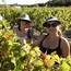 Domaine Leyris Maziere(Languedoc) : Visite & Dégustation Vin