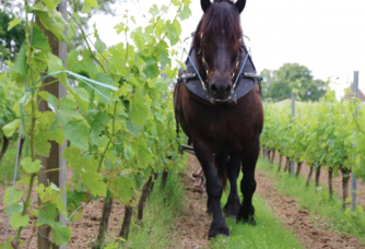 Cheval de trait entre les vignes du château Ogier de Gourgue