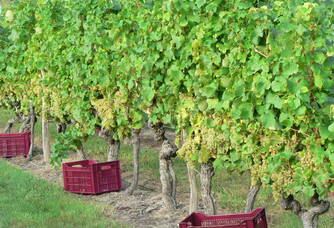 Pieds de vigne du Vignoble Queyrens
