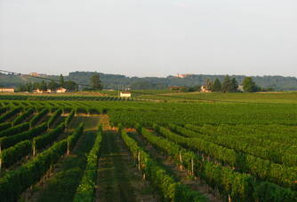 Vue sur les vignes du Château de Bertin