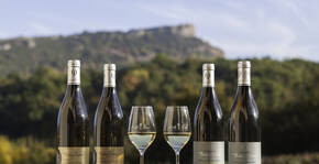Domaine Thierry Drouin(Bourgogne) : Visite & Dégustation Vin