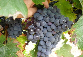 Les raisins du domaine Treille