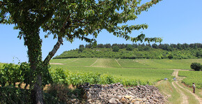 Domaine de Cardon(Bourgogne) : Visite & Dégustation Vin