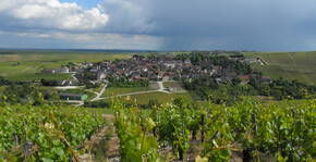 Vignoble Angst(Bourgogne) : Visite & Dégustation Vin