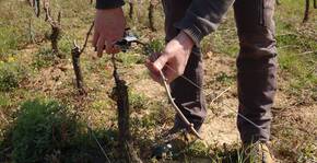Domaine Bernard Jomain(Beaujolais) : Visite & Dégustation Vin
