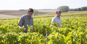 vignes, deux vignerons se promènent