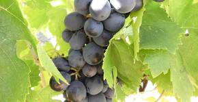 Clos des Ors(Languedoc) : Visite & Dégustation Vin