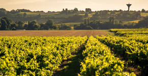 Domaine Raymond Bossis(Bordeaux) : Visite & Dégustation Vin