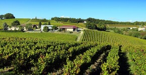 Domaine Vayssette - Les rangs de vigne