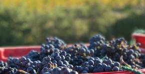 Domaine La Bouysse(Languedoc) : Visite & Dégustation Vin