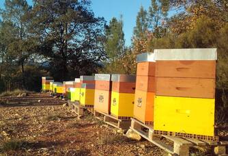 Nos ruches, sentinelles de l'environnement