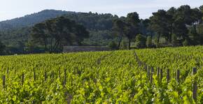 La Coste (Provence) : Visite & Dégustation Vin