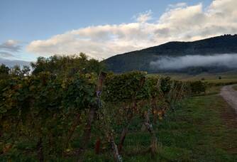 Parcelle de vigne Grand Cru Sporen Riquewihr Domaine Greiner vins Bio Alsace