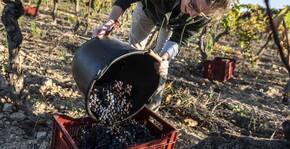 Vigne de Cocagne(Languedoc) : Visite & Dégustation Vin