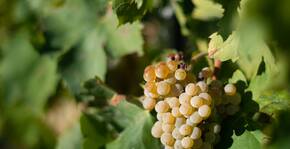 Domaine de Chantegut(Vallée du Rhône) : Visite & Dégustation Vin