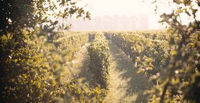 Les Vignobles Bardet(Bordeaux) : Visite & Dégustation Vin