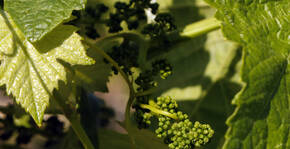 Clos de l'Amandaie(Languedoc) : Visite & Dégustation Vin