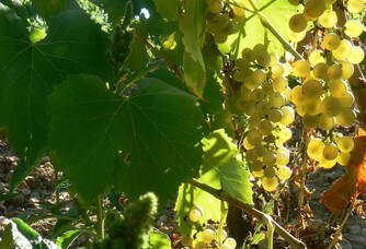 Les grappes de raisins blancs des vignes Haut-Blanville