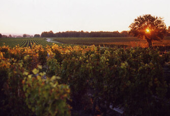 Coucher de soleil dans les vignes du domaine Tatin