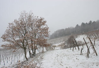 Le vignoble Bott-Geyl sous la neige