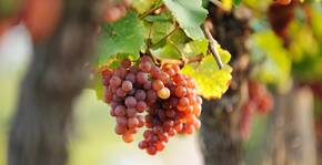 Une grappe de raisin des vignes du Domaine François Schwach