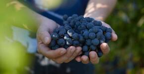 La cueillette lors des vendanges aux vignobles Bardet