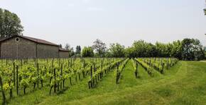 Le vignoble du Domaine des Vignobles Bardet