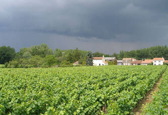 Vue sur les vignes du Domaine de la Tourlaudière